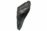 Partial Fossil Megalodon Tooth - South Carolina #356877-1